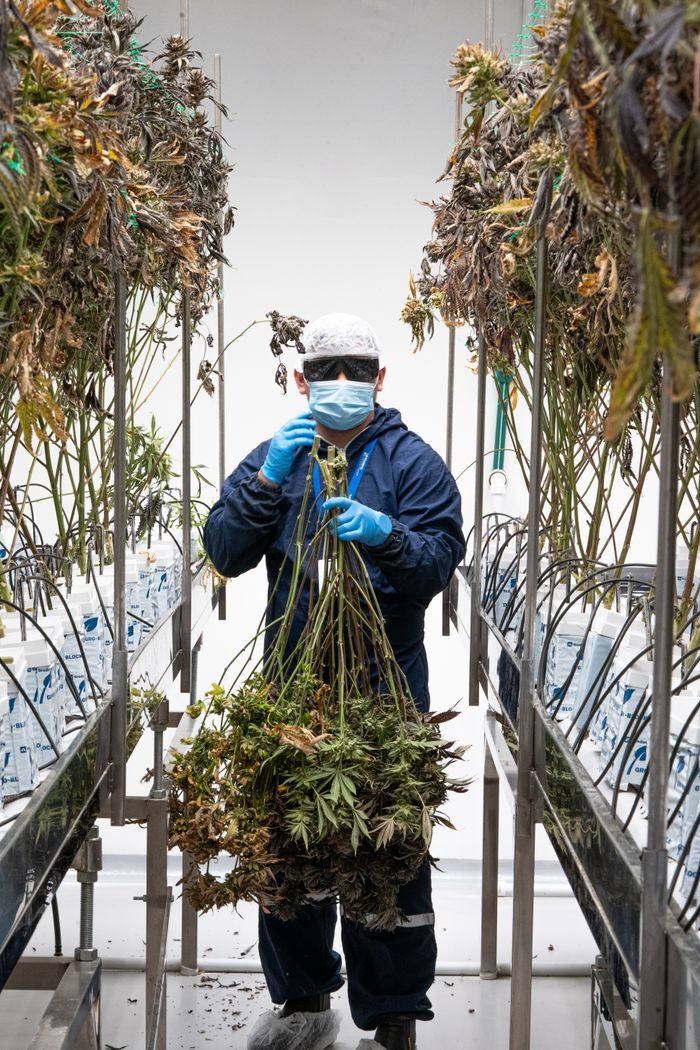 A scientist inspects cannabis plants in a controlled laboratory environment, ensuring quality.