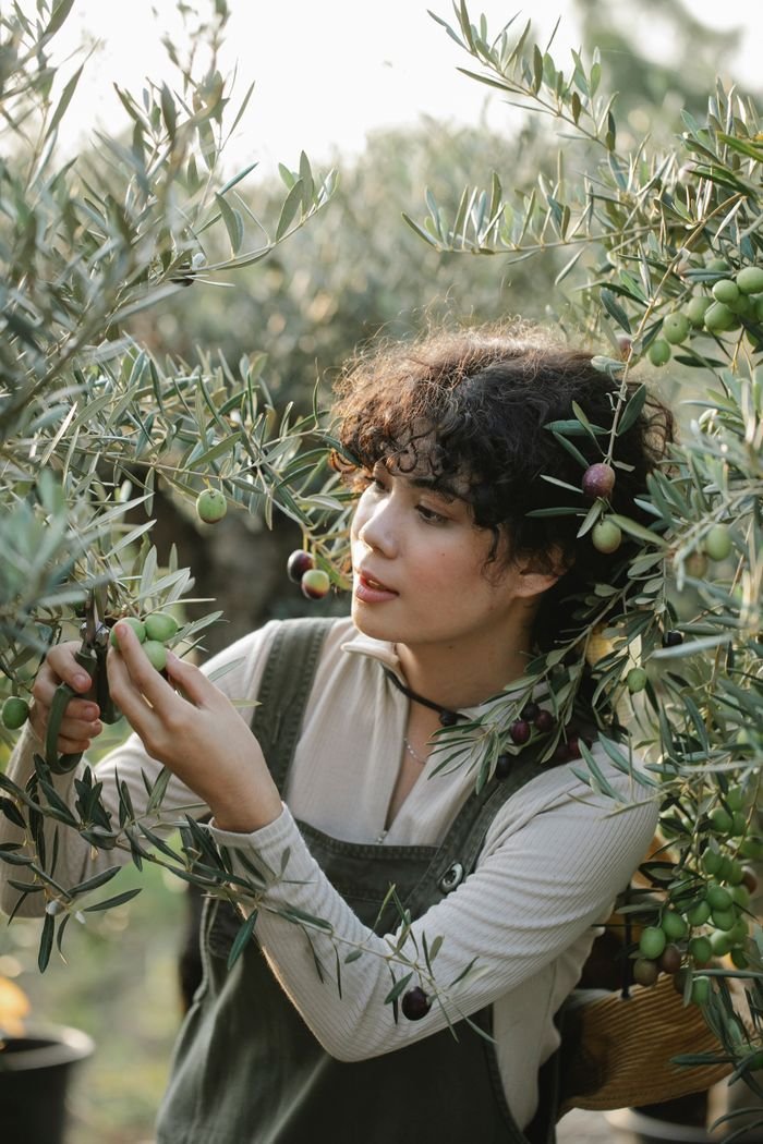 Pleasant ethnic female horticulturist touching green olives among trees with wavy branches on farmland in sunlight